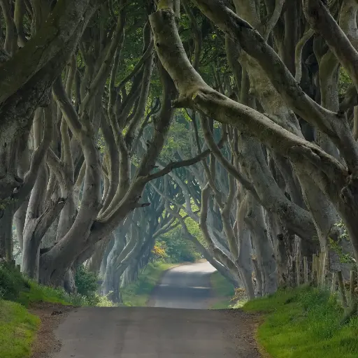 [GEO-DK-212128] GEO-Doppelkarte »The Dark Hedges«