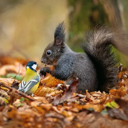 [GEO-DK-212153] GEO-Doppelkarte »Meise und Eichhörnchen«