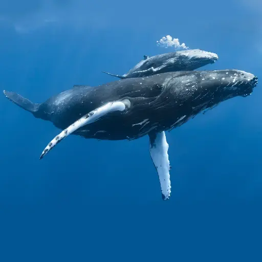 [GEO-DK-212158] GEO-Doppelkarte »Walmutter und Kind«