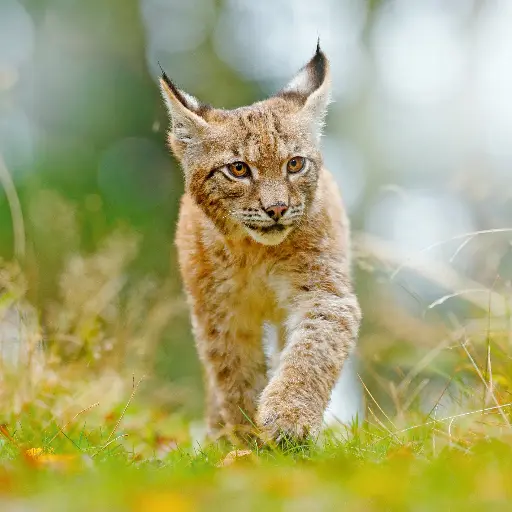 [GEO-DK-212162] GEO-Doppelkarte »Luchs«