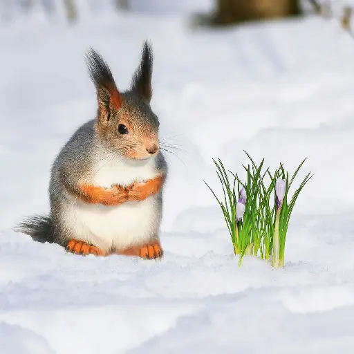 [GEO-DK-212167] GEO-Doppelkarte »Eichhörnchen im Winter«