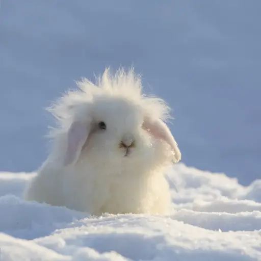 [GEO-DK-212172] GEO-Doppelkarte »Schneehase«