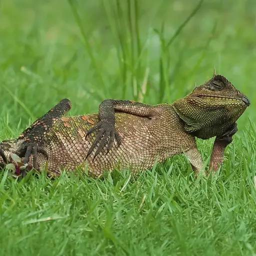 [GEO-DK-212175] GEO-Doppelkarte »Chamäleon«