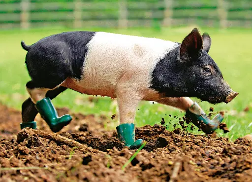 [GEO-A6-215030] GEO-A6-Postkarte »Unschweinisch«