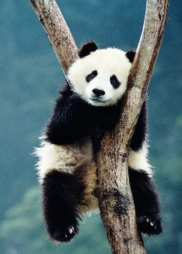 [GEO-A6-215043] GEO-A6-Postkarte »Bambusfresser«