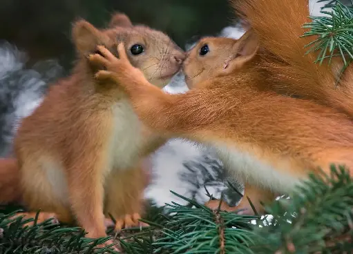 [GEO-A6-215082] GEO-A6-Postkarte »Versteckspieler«