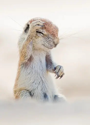 [GEO-A6-215094] GEO-A6-Postkarte »Hörnchen«