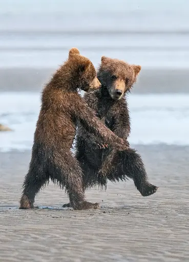 [GEO-A6-215110] GEO-A6-Postkarte »Tanzbären«