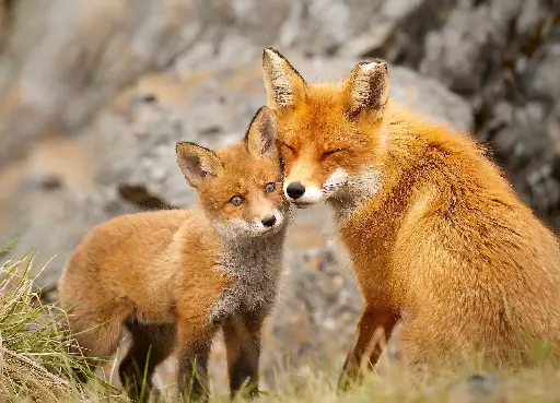 [GEO-A6-215116] GEO-A6-Postkarte »Füchse«