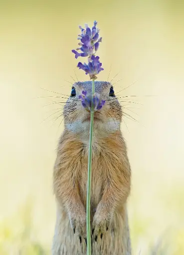 [GEO-A6-215122] GEO-A6-Postkarte »Blumenkind«