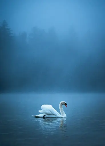 [GEO-A6-215125] GEO-A6-Postkarte »Schwanensee«