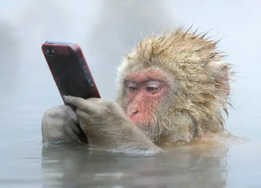 [GEO-A6-215084] GEO-A6-Postkarte »Nachahmer«