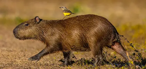 [GEO-XXL-211540] GEO-XXL-Postkarte »Wasserschwein mit Vogel«