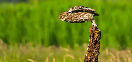 [GEO-XXL-211541] GEO-XXL-Postkarte »Steinkauz«