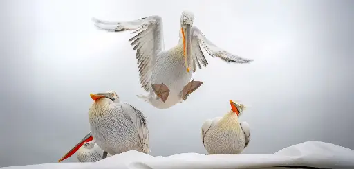 [GEO-XXL-211543] GEO-XXL-Postkarte »Krauskopf-Pelikane«